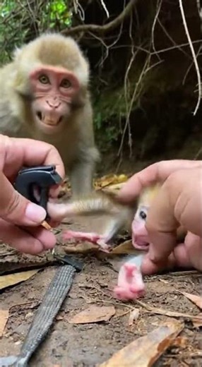 Hands Prying Plastic in a Tight Forest Den