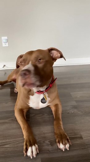 Penny better lawyer up. #talkingpets #reels #pitbulls #dogsofinstagram #dogcomedy #pennythepitbull #comedyreel #funnydogvideo #comedyskits #talkingdog | Happy puppies
