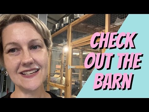 Want to see my Cattery Setup? Part 1