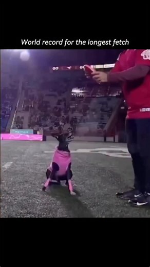 Sportsverse on Instagram: "Imagine a crisp game day at Gerald J. Ford Stadium, packed with cheering Mustangs fans clad in red and blue, when halftime takes an unexpected turn toward canine athleticism. As the Mustang Band concludes its lively set and the crowd’s anticipation builds, an announcer calls forward a frisbee and a high-energy dog from a local disc-dog troupe for an amazing longest fetch attempt. The handler winds up at one end of the gridiron, eyes locked on the far goal line, and wit
