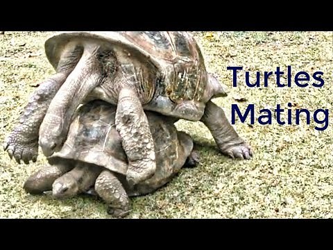 Turtles Mating Funny Noise - Watch with Sound | Giant Turtles Mating Sounds: Try Not to Laugh!