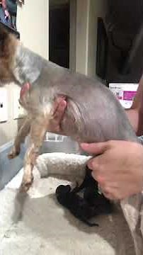 How do I know when my dog is done whelping, How do I know if there are any puppies left to be born.