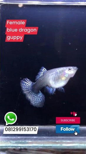 Female Blue Dragon Halfmoon Guppy #guppy #bluedragonhalfmoon #aquarium #femaleguppy