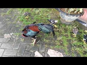 ayam bangkok asli 5 pukul KO