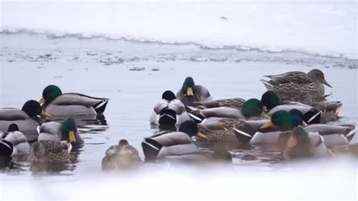Mallards will find open water anywhere they can as things freeze up. 🦆 The migration is driven by the availability of food and open water as northern ponds and lakes freeze up....#kipearneyphotography #deltawaterfowl #wisconsinphotographer #americanwaterfowler #waterfowler | Kip Earney
