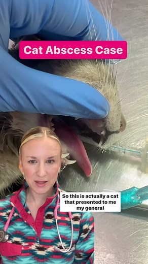 Alta Vista Animal Hospital on Instagram: "Swelling on the cheek of a pet is usually a traumatic abscess, or tooth root abscess. This cat did great and healed completely after the procedure. Let me know if you have any questions. ⬇️ #catabscess #catownerinfo #toothrootabscess #catpatient #vethospital"
