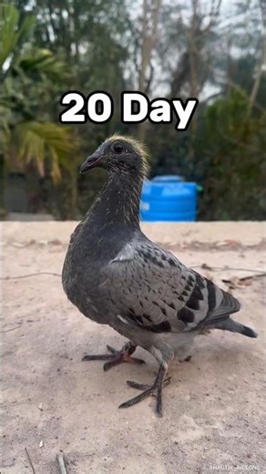 Day 1 to 20… This Baby Pigeon Changed Completely! 😲