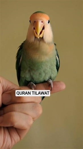 #A Beautiful parrot recites from surah Al Ikhlas# #rimi_islamic_channel786#vairal#shorts#