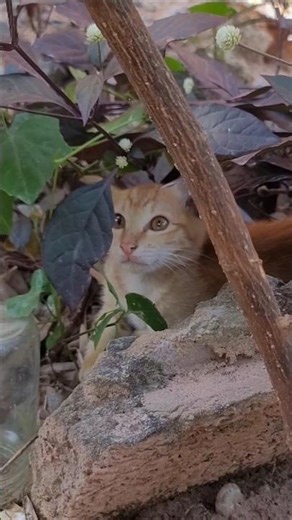 Tiny Paws in Cutest Motion 🐾😻 #pawandhoofmovements #petshorts #cuteanimals #animalmovement #petlife