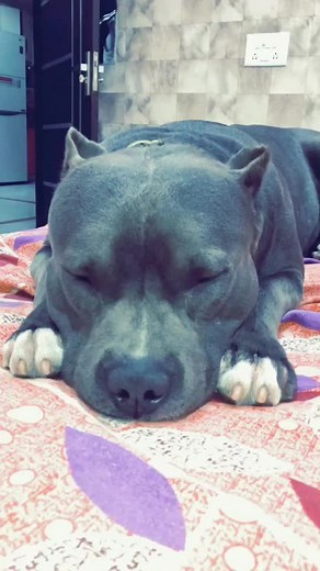Mera cutie Brody 😘 #brody #cute #swety #doglove #sleepy #petlovers #sosweet #pitbull