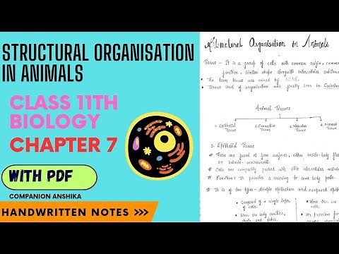 Structural Organisation in Animals || Class 11th || Biology || Chapter 7 || Handwritten Notes ||Neet