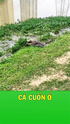 Ra bờ sông thấy cá quấn thành cục ai cũng bất ngờ