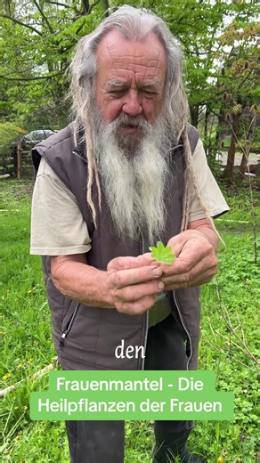Die Magie des Frauenmantels: Alchemilla vulgaris als Heilpflanze