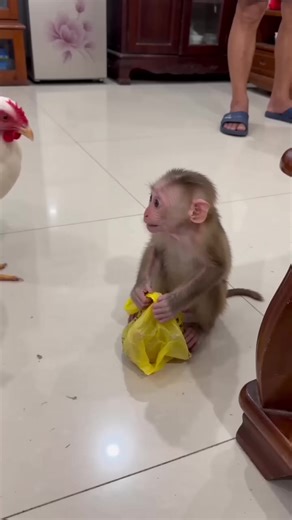 Funny monkey ai (@funny.monkey.ai8)’s videos with 原声 - Funny monkey ai