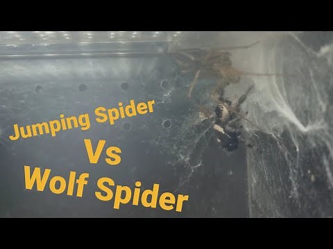 Jumping Spider VS Wolf Spider