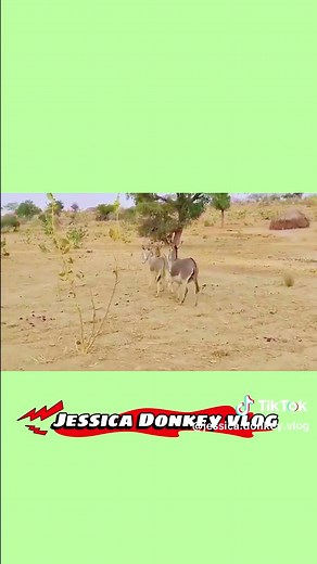 American Donkey Breeding: A Comprehensive Guide