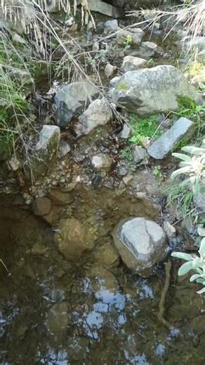 Creek water flow day 7 #agroforestry