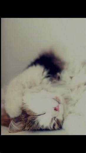 Unlocking Your Cat's Secret: The Fascinating World of Cache Behavior!