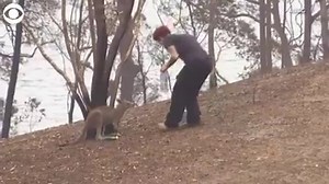 78K views · 1.6K reactions | A sanctuary worker tends to an injured kangaroo in Runnyford, New South Wales, Australia on Tuesday. The wildfires ravaging Australia hit Rae Harvey's Wild2Free sanctuary on New Year's eve and dozens of kangaroos are feared dead. Experts at the University of Sydney estimate that close to half a billion wild animals may have been killed in the nationwide wildfires. | KCTV5 News Kansas City | Facebook