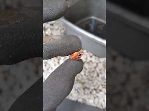 Repairing a leaking fuel filter housing Land Rover Discovery 2/Defender Td5