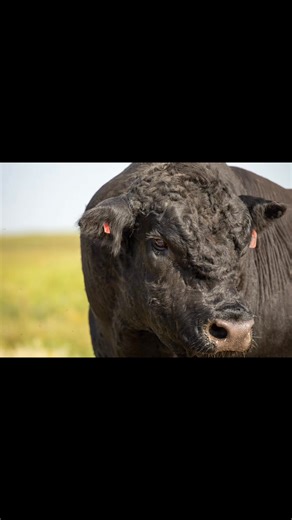 What are you putting in your pasture next breeding season ? The 2026 HCC Lim-Flex Bull Sale lineup is 🔥🔥 April 7th 2026 @ Hager Cattle Company - Karlsruhe, ND | Hager Cattle Company