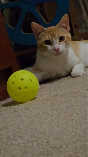 #creamsicle #cat #orangecat #tabbycat loves his #pickleball
