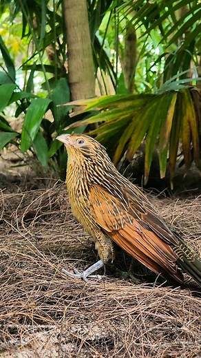 Lesser coucal at Semirara Aviary 🐦 | Love Antique, Philippines