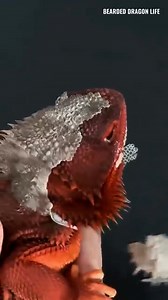 25K views · 290 reactions | ✨ The red dragon sits proudly, as nature...