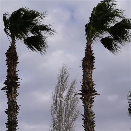 Diesmal sind es nur zwei Tage, sofort zu Wochenbeginn, an denen der Wind kräftig weht und die Windstromerzeugung entsprechend hoch ist. Woher kommt der Strom? 6. Analysewoche 2024 https://achgut.com/artikel/woher_kommt_der_strom_6._analysewoche_2024 | Achgut.com - Die Achse des Guten