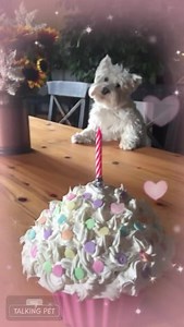 Piper thinks it’s her birthday every time she sees a cake 🎂 she does love frosting. | The Piper Chronicles
