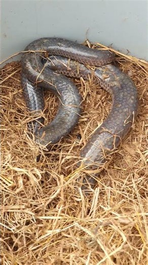 The snake's hibernation process is a little-known and rare sight. #snake #trending #snake