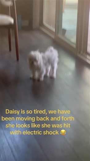 Daisyrealdog on the Move 😂 | Daisy REAL