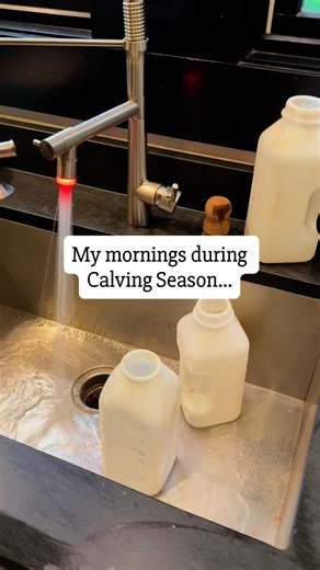 Calving season is in full swing around here and we’ve had four sets of twins. The first set was born premature and stillborn sadly. The others were healthy but like clockwork a momma cow can only count to ONE. Even if the cow accepts both, one is usually weaker and doesn’t get to nurse as much or get enough milk. We supplant but giving warm calf formula milk bottles to the weaker twin 3-4 times a day. They hear us coming and come running for that warm bottle! Twins are not desirable in a calving