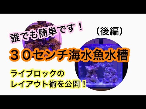 [Setting up a 30cm saltwater fish tank] Everything revealed for those raising saltwater fish for ...