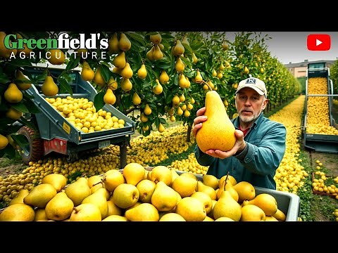 INSIDE the USA’s BIGGEST Pear Farms:How BILLIONS of PEARS are Grown & Processed!