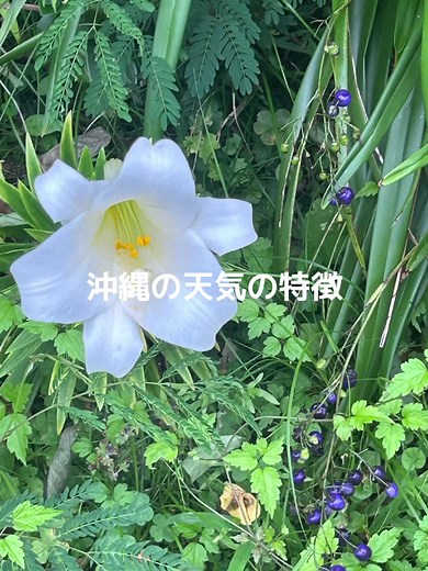 沖縄の天気概況と特徴を探る