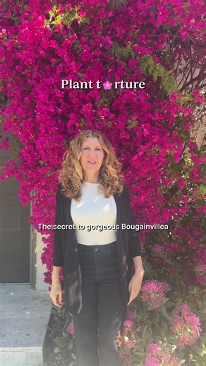 Bougainvillea Care: How to Get More Blooms
