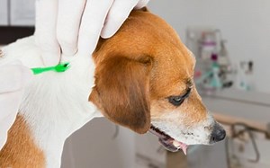 Garrapatas en Perros: Síntomas, tratamiento y prevención