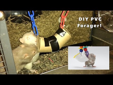DIY PVC Rat Foraging Toy!