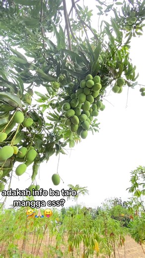 Adakah Info Ba Ta'o Mangga CSS? Ini Inpokan CS Terbaru! 🤣