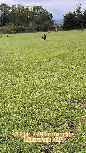 Austrian Dog Training Center on Reels