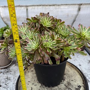 Crested Aeonium Limbo Fairy: Huge Rare Variegated Succulent - Etsy