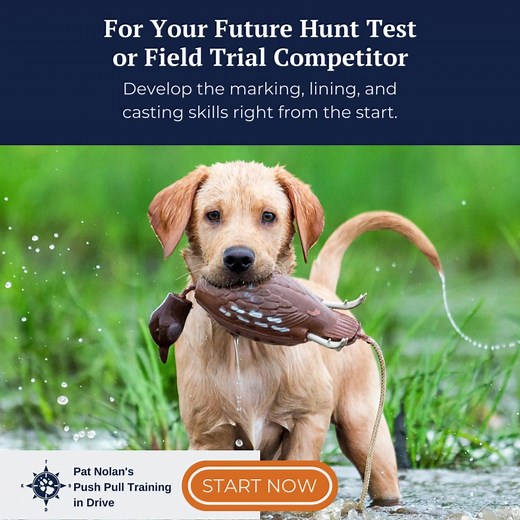 Take your retriever's training to the next level under the guidance of Pat Nolan, an industry veteran with 47 years of experience. Our 'Retriever from the Pup Up' course includes 56 lessons you can follow from anywhere, perfect for homes of all sizes. Try it risk-free for 14 days. | Retriever - From the Pup Up