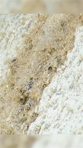 Natural born Mountaineers #animals #documentary #goats #ibex | Wondersofjungle