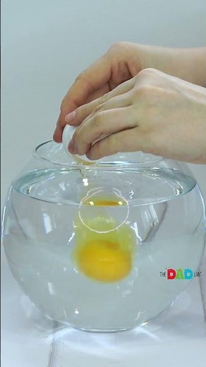 Let's Crack an Egg Underwater | Simple Science Experiment with Eggs