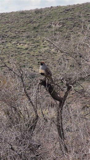 Quail Tree singing #wildlife #birds #animals