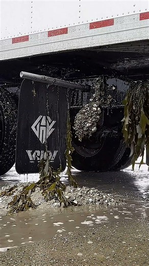 Most Satisfying Barnacle Removal Extreme Truck Deep Clean! 🌊🚛