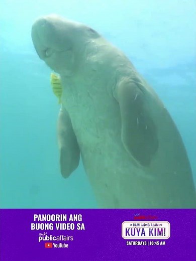 Mga real-life mermaid ng karagatan, alamin! | Dami Mong Alam, Kuya Kim!