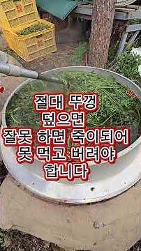 고사리 쉽게 잘 삶는법