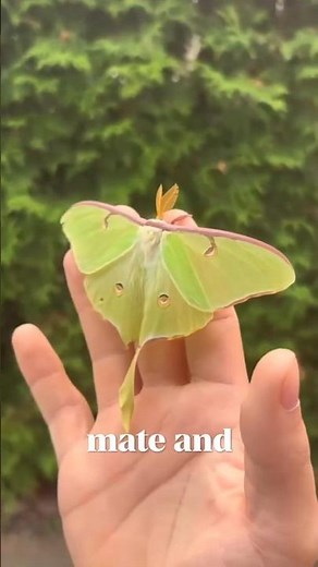 Luna Moth: The Magical Insect That Never Eats#didyouknow